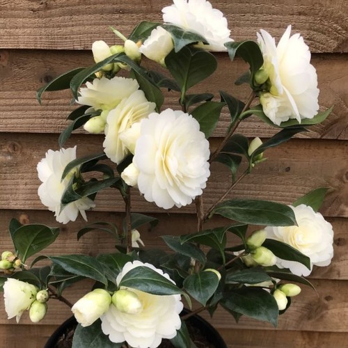 Camellia golden anniversary - golden,