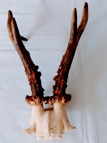 Roe deer antlers good - deer,