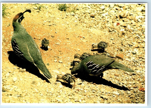 Arizona gambel quail - quail, with