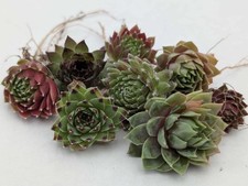 10 Sempervivum Chicks To Grow