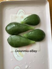 4x Jade Money Plant Good Luck Feng Shui Tree Crasula Indoor Succulent LEAF SEED