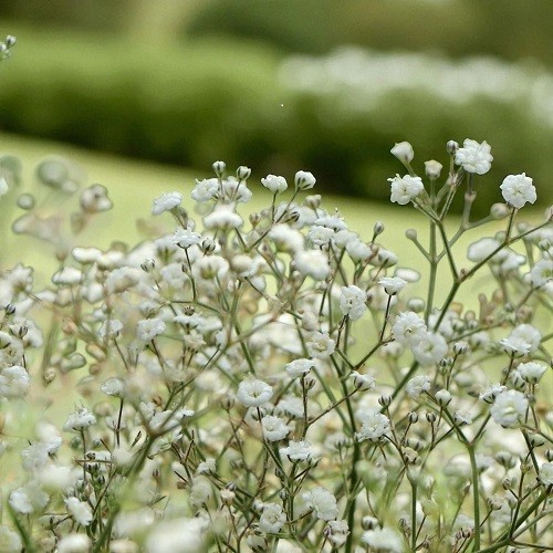 Gypsophila paniculata - gypsophila,