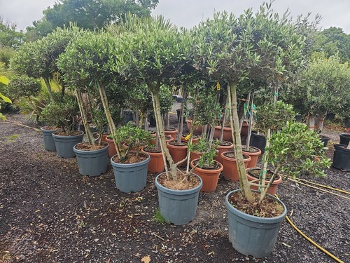 5ft olive tree topiary - 1, 5-5.5ft