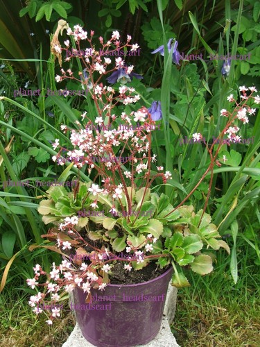 Saxifraga london pride hardy - pride,