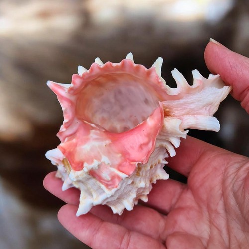 Rose murex shell - rose,