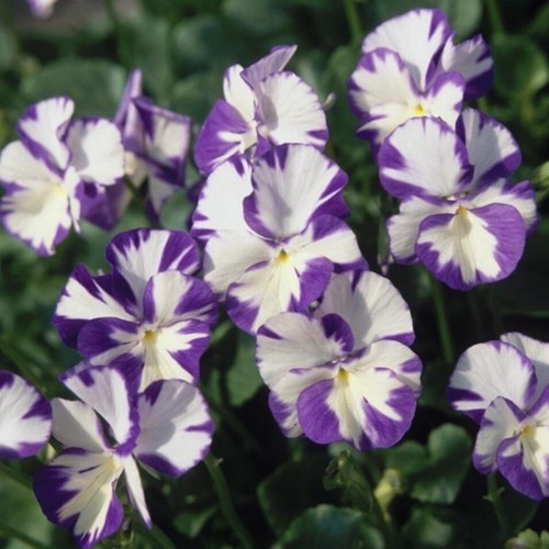 Viola rebecca plug plants - rebecca,