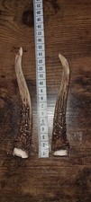 Roe Deer Antlers for Natural /