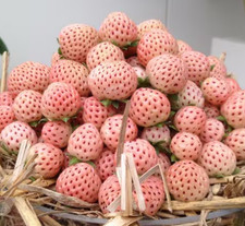 10 x White Strawberry 'Pineberry' BARE-ROOT PLANTS, Organic, hardy, summer fruit