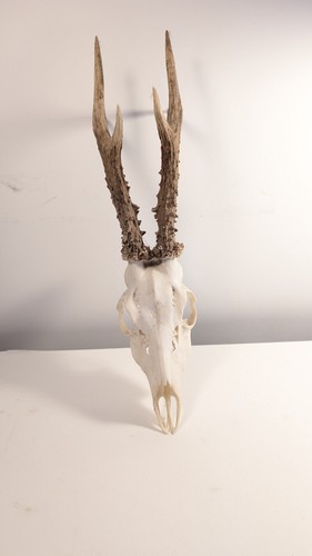 Roe deer skull - roe, antlers
