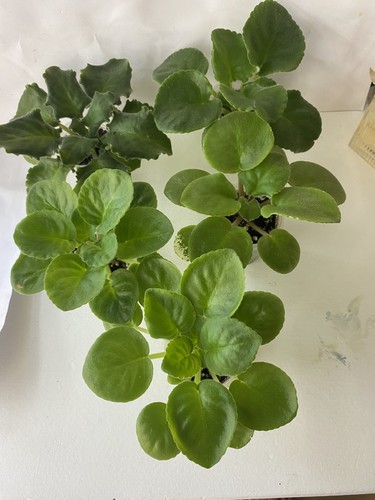 Set young plants - set,