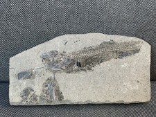 Fossil Fish Specimen, Durham