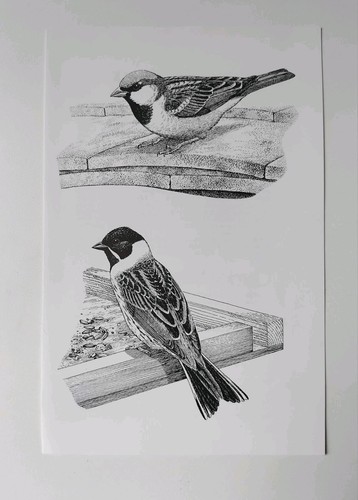 Vintage house tree sparrow - vintage,