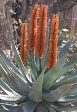 ALOE FEROX - Bitter, Red Or Cape Aloe Vera -10 x Medicinal Succulent Plant Seeds
