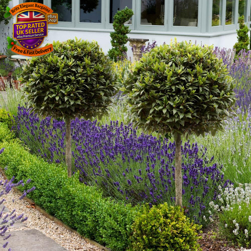 Pair bay tree standard - bay,