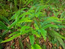 Sword Fern Bare Rooted x3 from