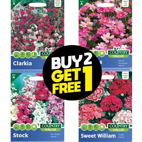 Flower seeds lupin sweet - lupin,