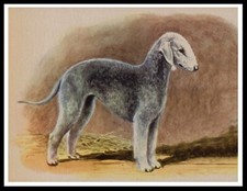 BEDLINGTON TERRIER LOVELY