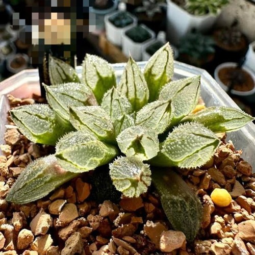 Haworthia ice city hybrid - ice,
