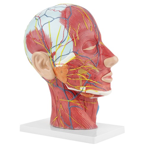 Brain model head - model, life