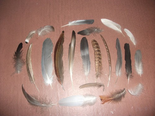 Natural birds feathers - birds,