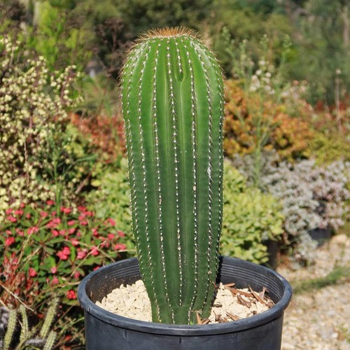 Neobuxbaumia polylopha starter - neobuxbaumia,