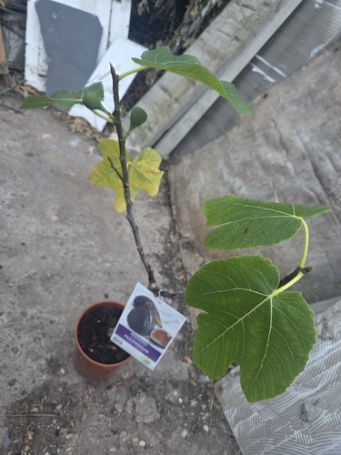 Turkey black fig - turkey,