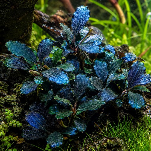 Bucephalandra sordidula blue - bucephalandra,