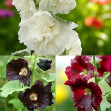 Alecea Hollyhock Bare Roots -