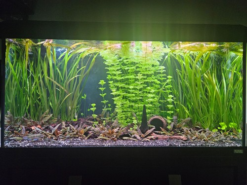 Fluval roma 200 litre - 200, fish