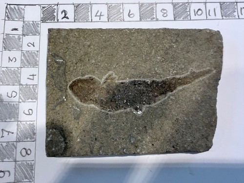 Fossil fish inprint