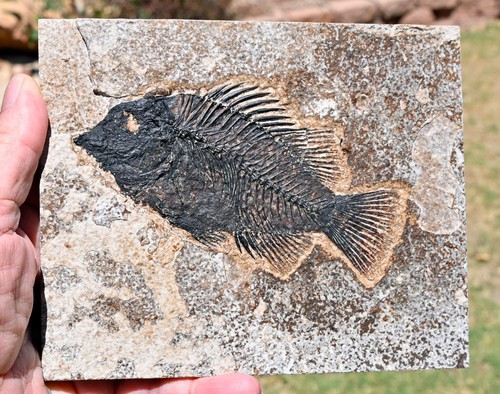 Fossil fish priscacara - fossil,