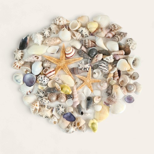 Mixed small seashells 2 - mixed,