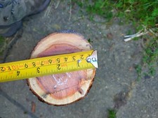 English Yew turning Blank