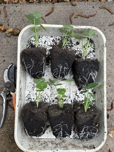 9cm pot bare root huge - x,