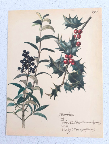 Botanical prints vintage - botanical,