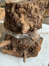 Pippy Yew Wood,burr Yew