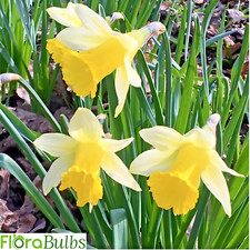 50 WILD DAFFODIL BULBS |