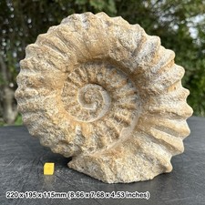 Large Fossilised Mantelliceras Ammonite, Genuine Specimen