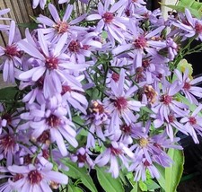 Symphyotrichum 'Little Carlow' (Aster) Michaelmas daisy 9cm Pot