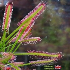 Sundew, carnivourous, seeds
