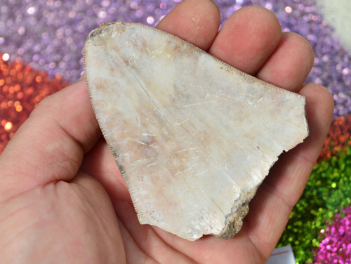 Sale beautiful megalodon - sale..beautiful,