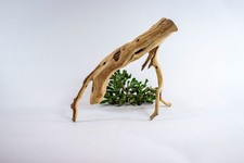 Manzanita Aquarium Driftwood