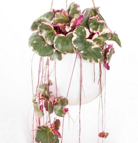 Tricolour saxifraga - tricolour,
