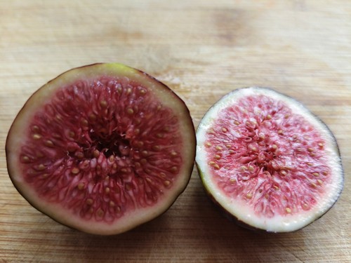 Organic fig fruit tree - organic,