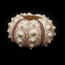  Sea urchin Cream & Brown Sputnik 4-5 cm. Perfect for crafts or terrariums