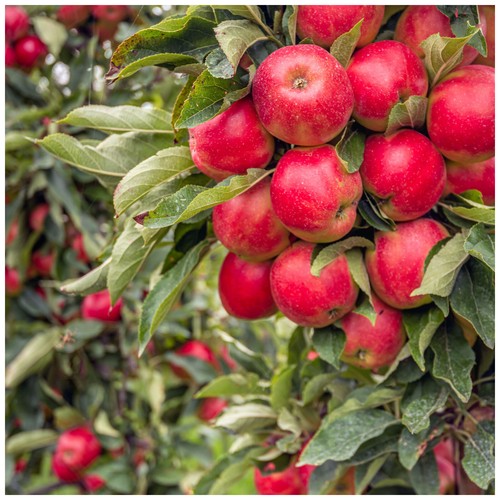 Elstar apple tree ready - elstar,