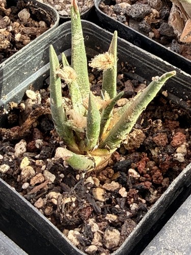 Ariocarpus agavoides