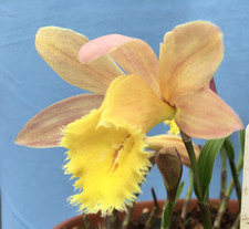 Pleione (Himalayan/Windowsill