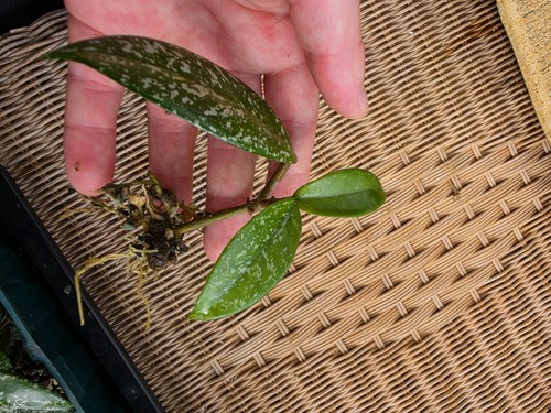 Hoya carnosa stardust - hoya,