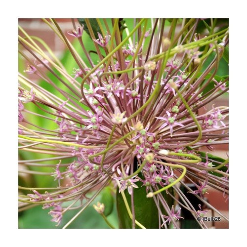 Allium schubertii bulbs - bulbs, free